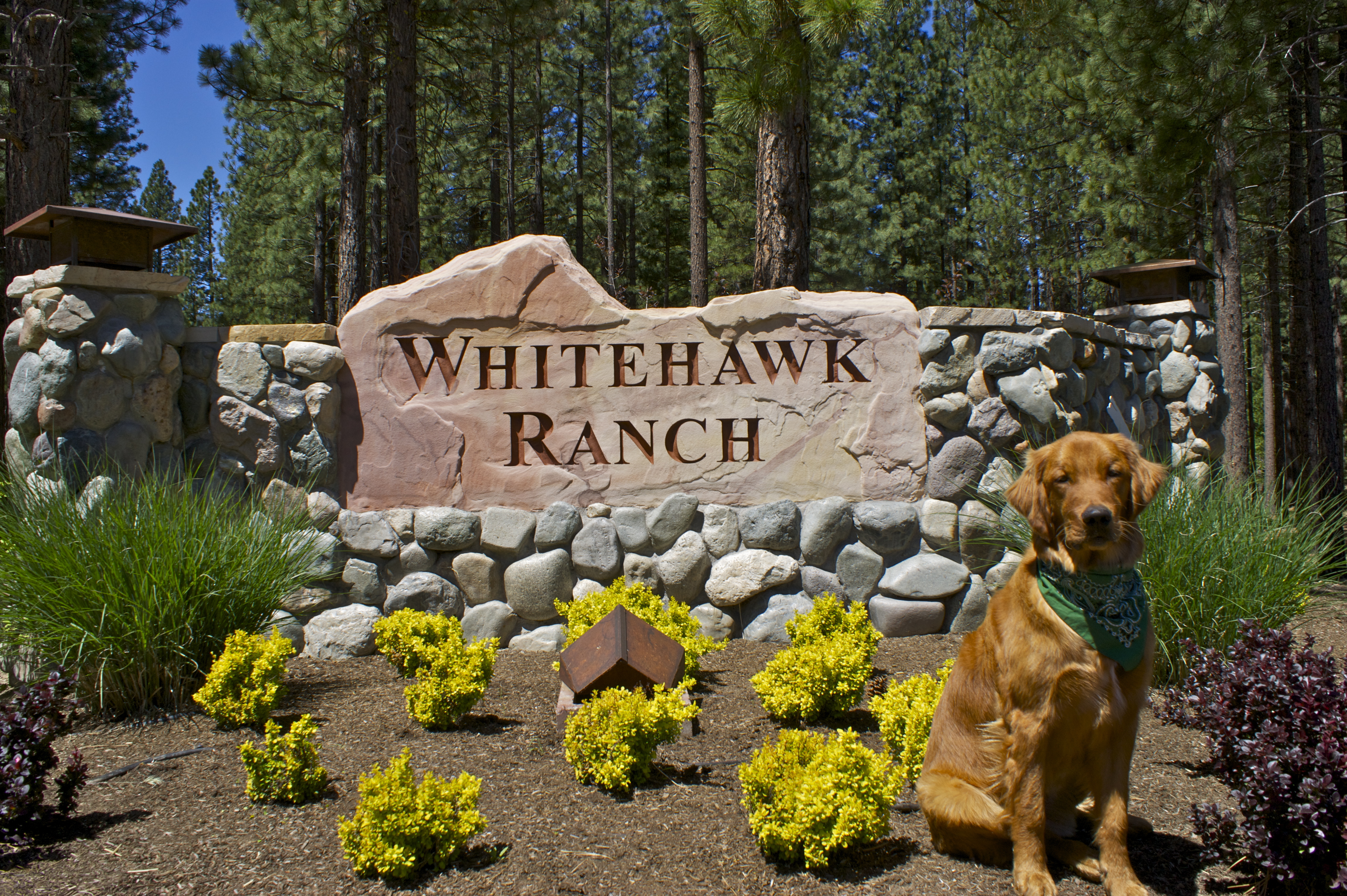 Whitehawk Property Services